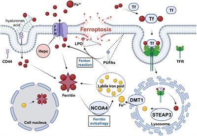 Regulation of iron metabolism and ferroptosis in cancer stem cells